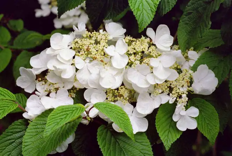 Unlock the Beauty of Mariesii Doublefile Viburnum: Care Guide, Companion Planting, and FAQs”