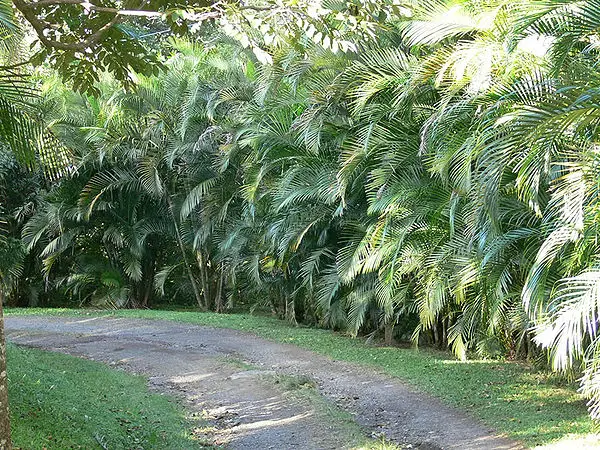 Areca Palm Hedge: A Comprehensive Guide
