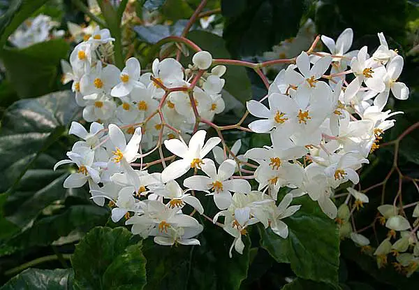 Begonia Odorata Alba