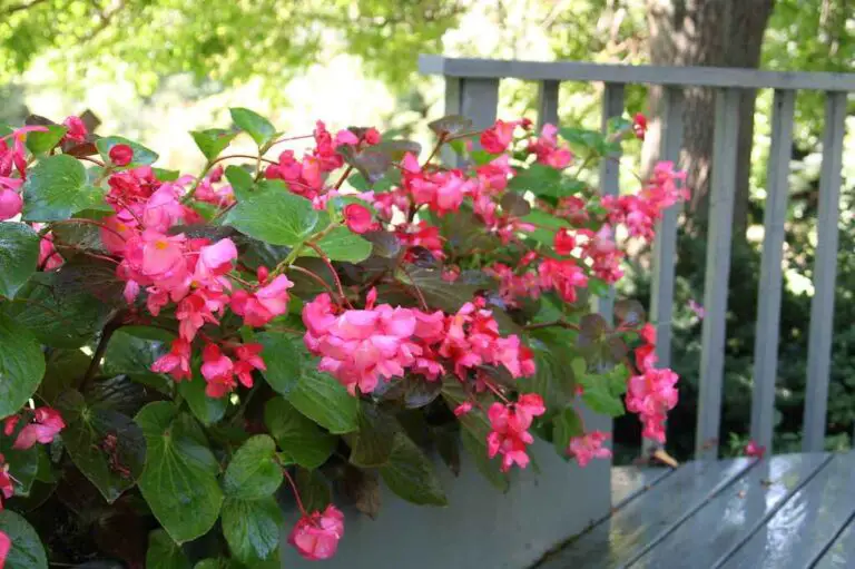 Unveiling the Beauty of Whopper Begonias: A Comprehensive Guide