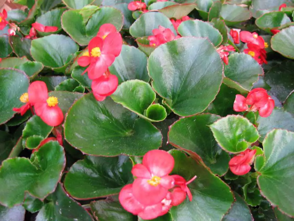 olympia red begonia