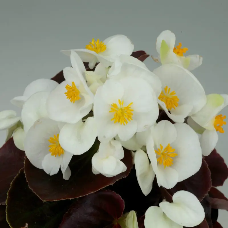 Bada Boom White Begonias