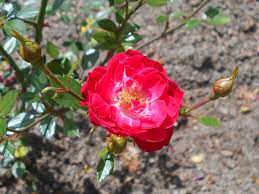Little Buckaroo Rose