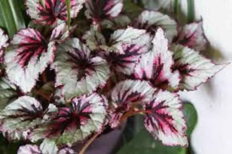Rex Begonia Varieties: A Dazzling Journey