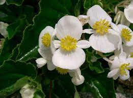 Unlocking the Beauty of White Dragon Wing Begonia