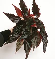 Begonia 'Black Magic'