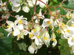 Begonia Odorata Alba