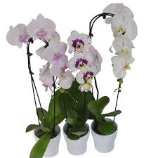 cascading orchids