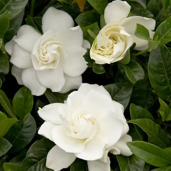Aimee Gardenia: A Comprehensive Guide to Care, Variations, and Companion Plants