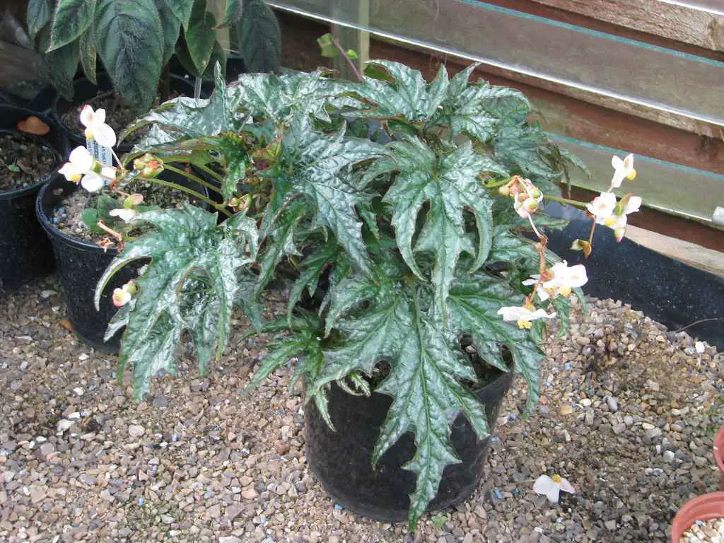 Begonia U614 Care