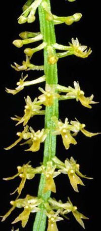Oberonia Recurva 
jewel orchid varieties