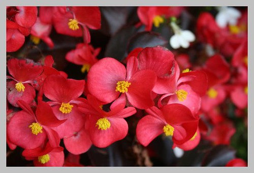 Scarlet Begonia Plant