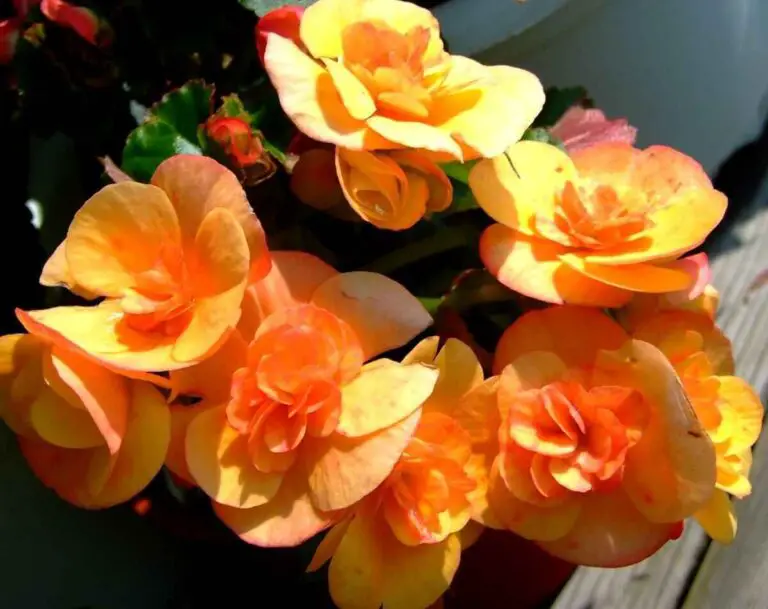 Complete Guide to Rieger Begonia Care: Varieties, Propagation, and Expert Tips