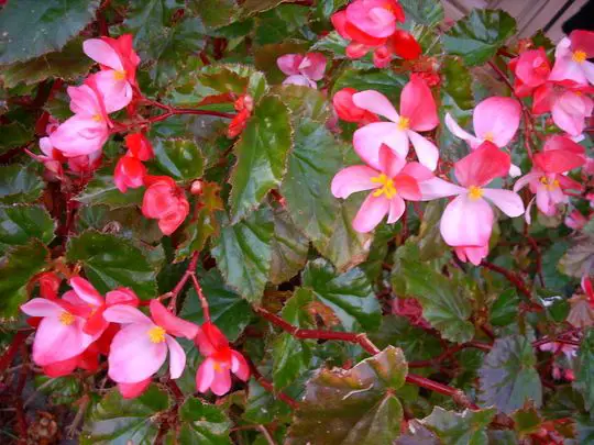 Richmondensis Begonia: A Guide to the Alluring Pink Cascade