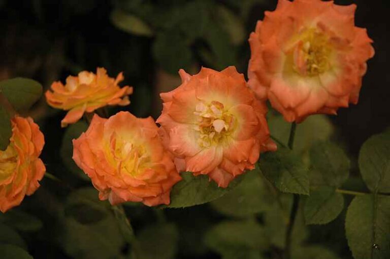 Pinata Rose Plant Care: A Guide to Thriving Blooms