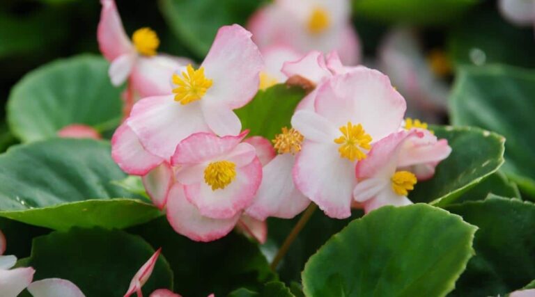 Begonia Ambassador: A Guide to the Versatile Bloom