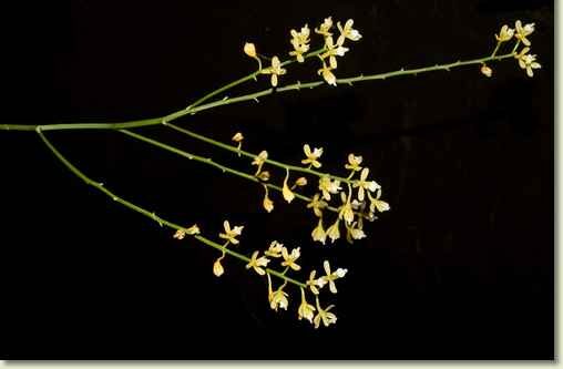 Acriopsis Emarginata
jewel orchid varieties