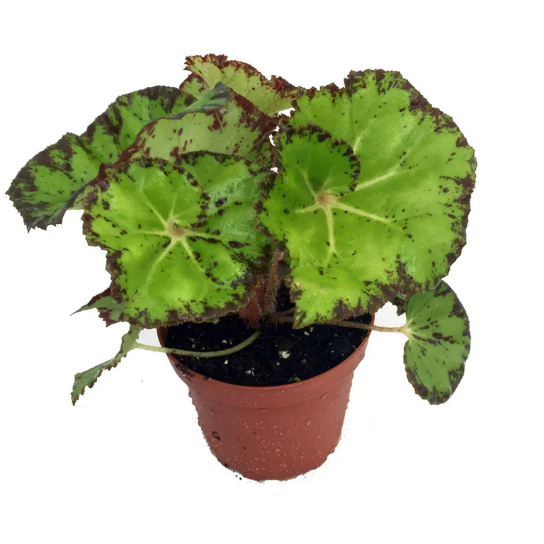 How to Plant and Care for Begonia Ray Glo? 10 Tips