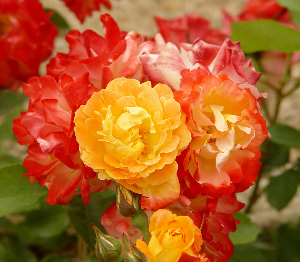 pinata rose plant care