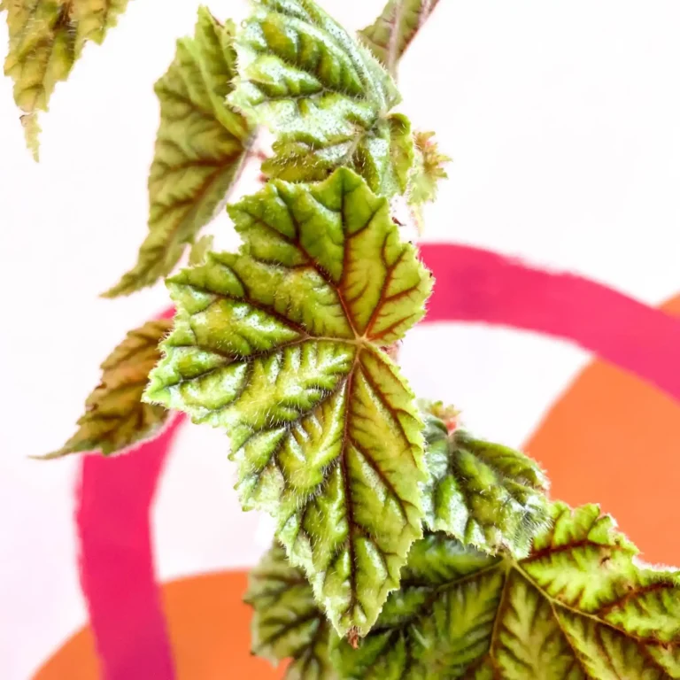 10 Tips for Successful Begonia Metallica Care