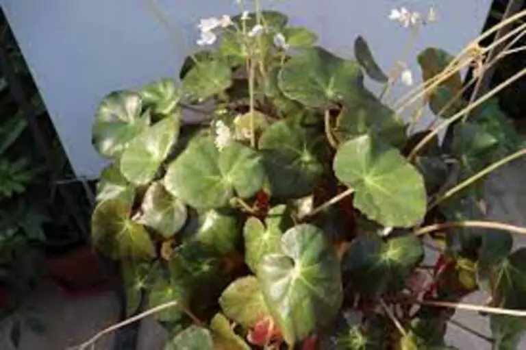 Complete Guide to Begonia erythrophylla (Beefsteak Begonia): Care, Uses, and Pet Safety