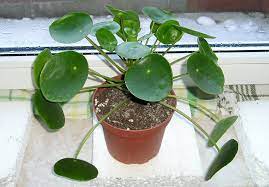 Pilea (Pilea Peperomioides) best plants for home gardening