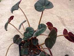 begonia acetosa care