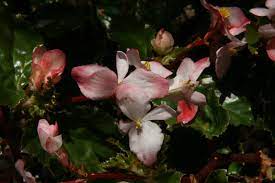 Richmondensis Begonia