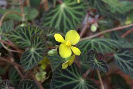 Begonia Pearcei: Everything You Need to Know