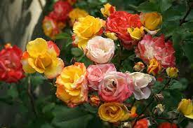 pinata rose plant care