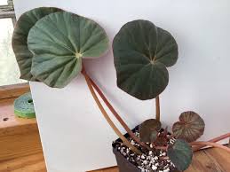 Begonia acetosa: A Complete Care Guide