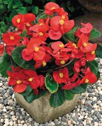 Scarlet Begonia Plant