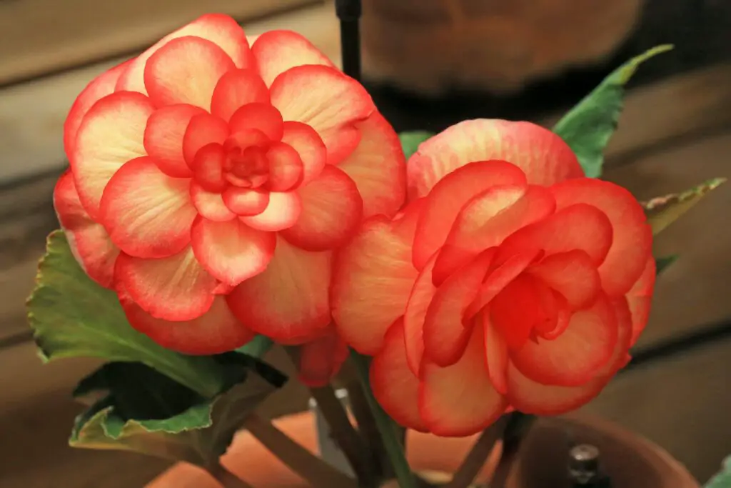 Red Tuberous Begonia Flowers Blooming in a Pot