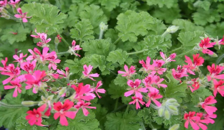 Scented Geranium Concolor Lace Care & Growing Tips