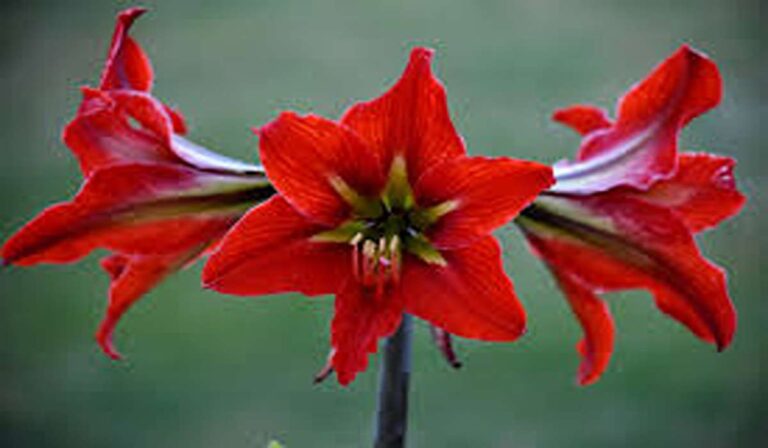Amaryllis Care Tips & 5 Beautiful Varieties: From Bulb to Bloom