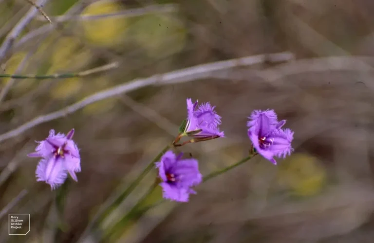 Thysanotus Sparteus: The Leafless Fringed Lily