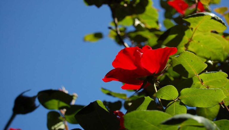 Altissimo Rose Care & Growing Guide: From Planting to Perfection