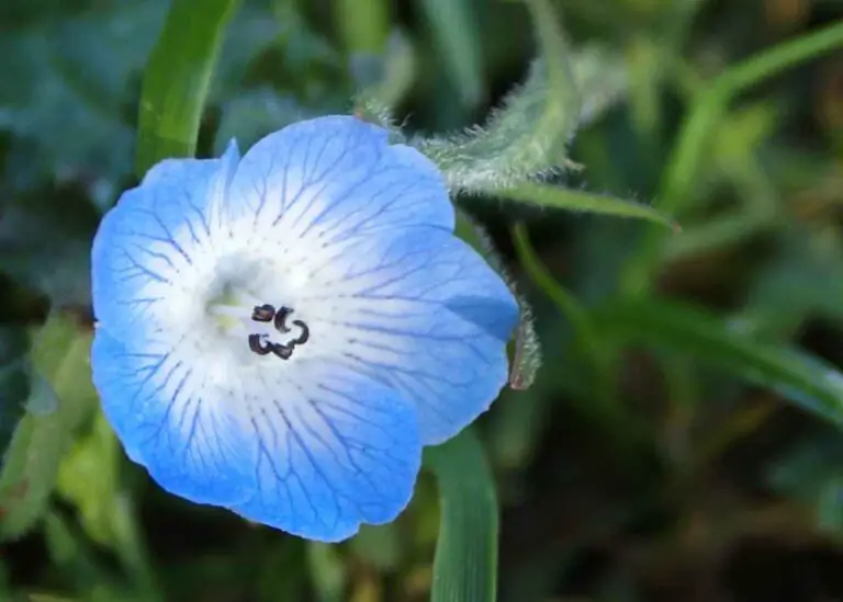 Baby Blue Eyes plant blue flowering indoor plant