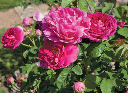 Madame Isaac Pereire roses