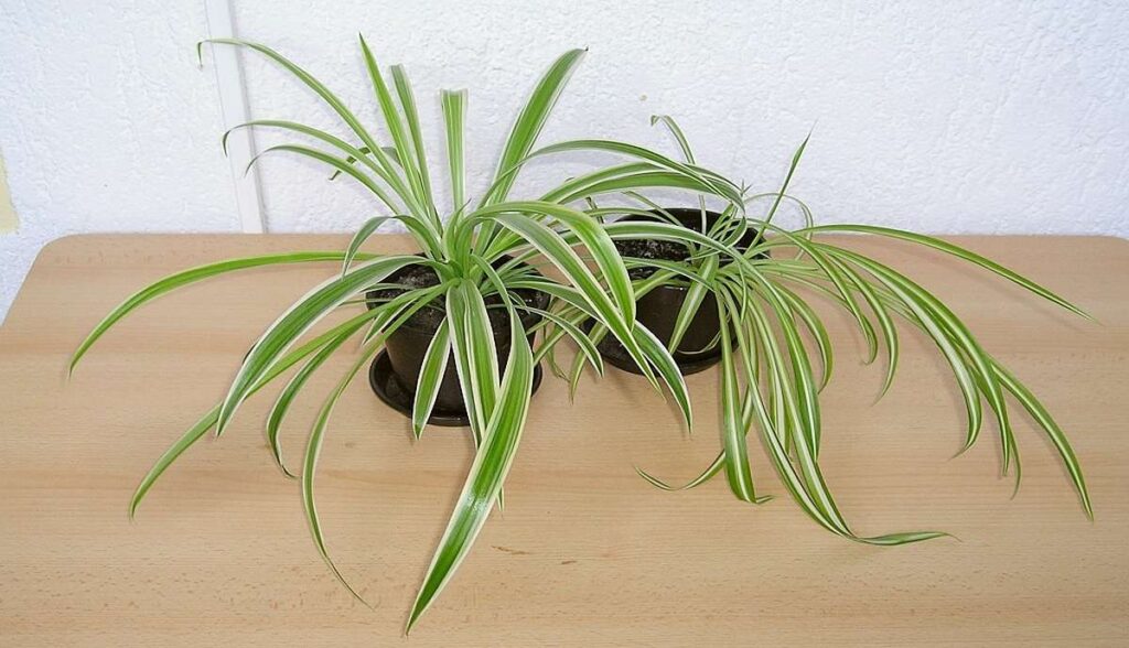 Spider Plant (Chlorophytum comosum)  Evergreen Indoor Plant