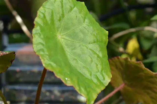 Begonia U334 Care