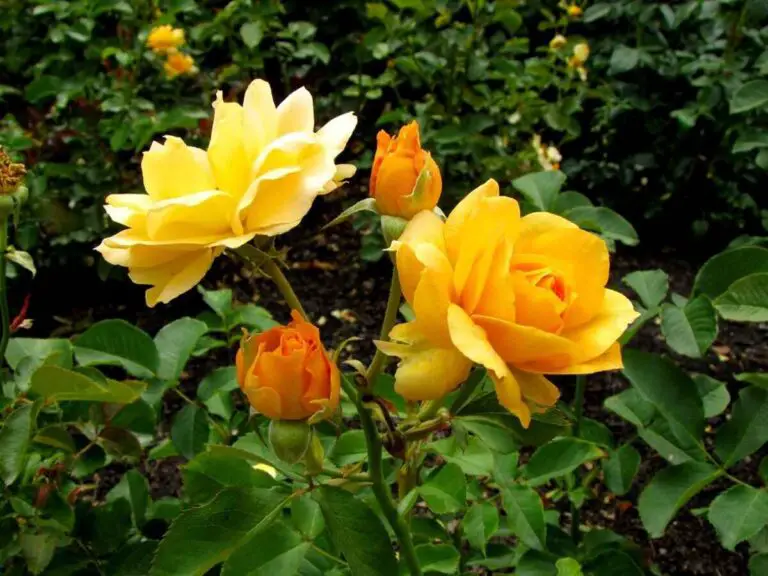 Honey Perfume Rose Care and Growing Tips