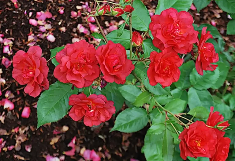 Cinco de Mayo Rose Care and Growing Guide: Embracing the Beauty of Blooms