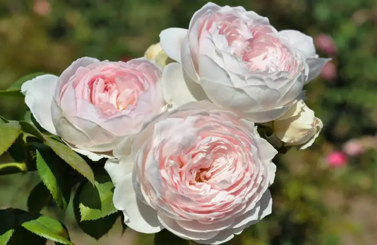 Earth Angel Rose Care Guide: Planting Tips and Heavenly Blooms