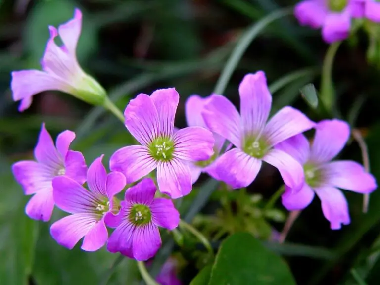 Violet Wood Sorrel: A Guide to Care, Growing Tips, and Benefits