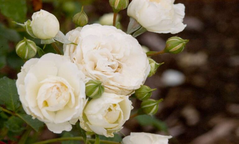 Snowdrift Rose: Cultivating Elegance in Your Garden