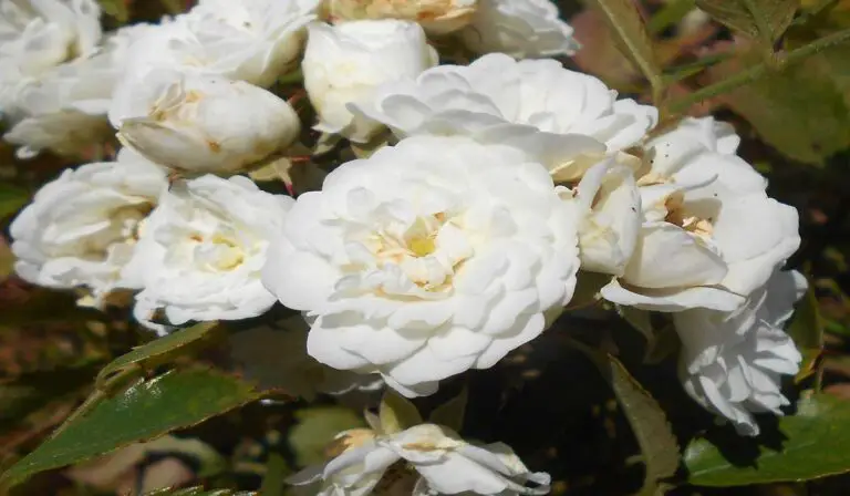 Meidiland Rose Care Guide, Growing Tips, & Varieties