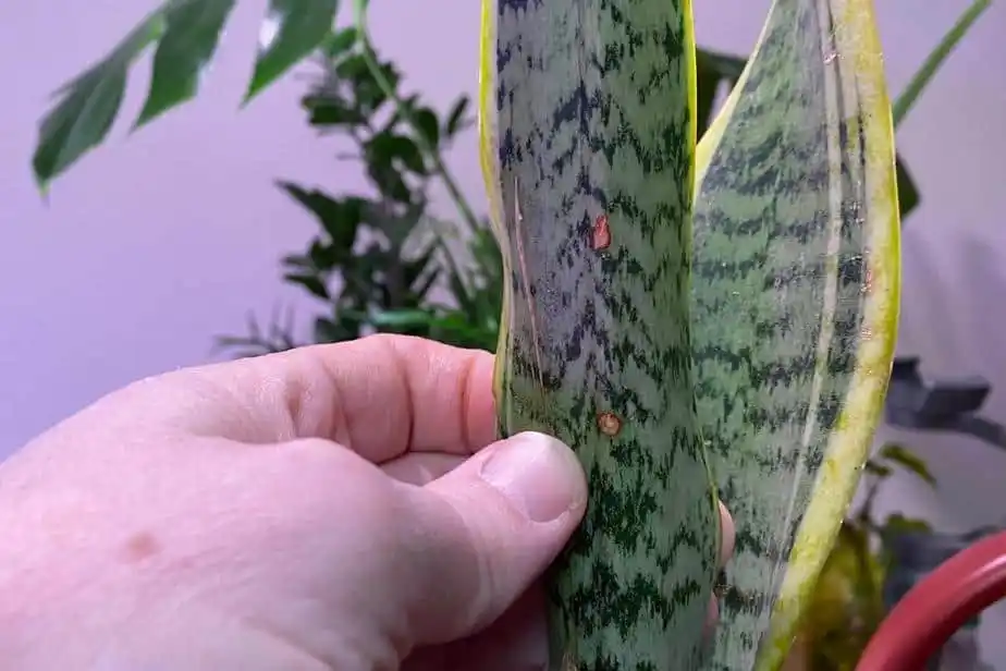 Snake Plants and Bugs