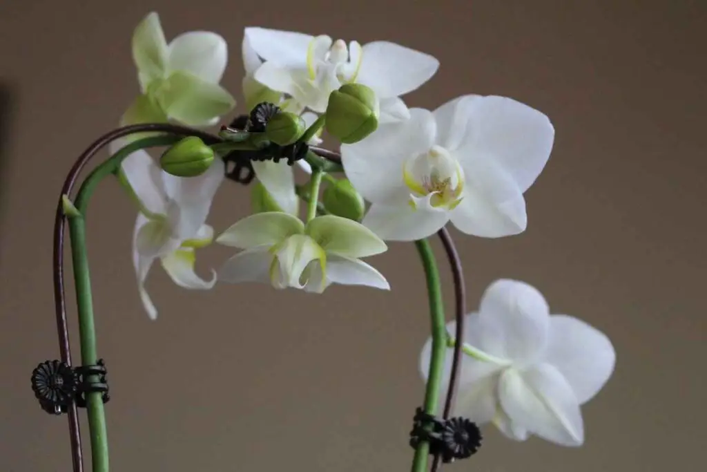 White mini phalaenopsis orchid,