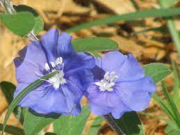 Blue Daze plant